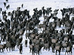 Winter Elk Herd, Grand Teton National Park